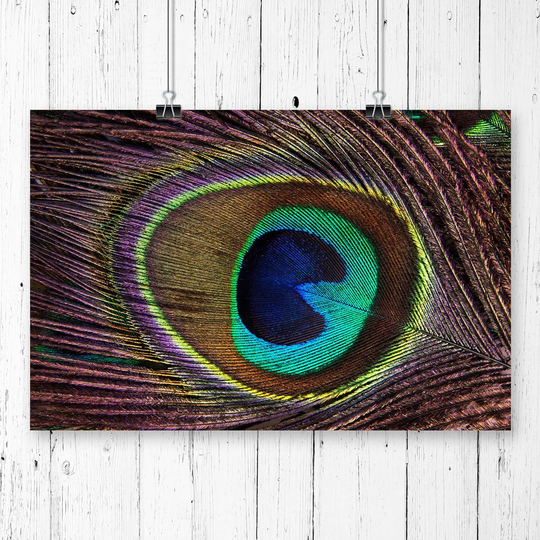 'Peacock Feather' Photographic Print