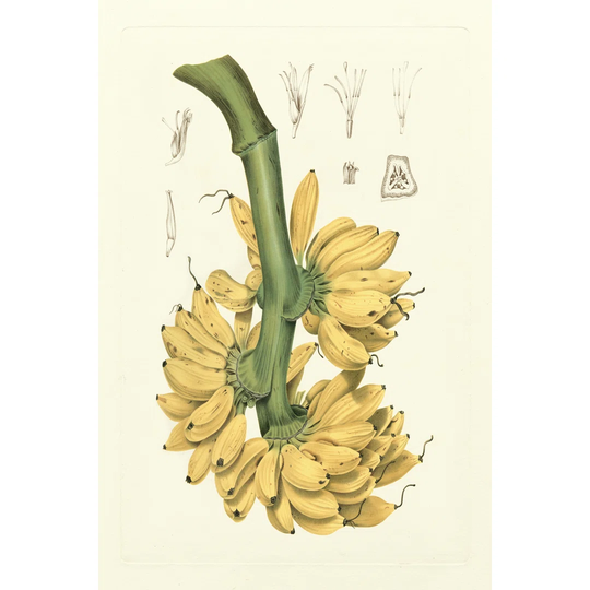 Island Fruits II by B. Hoola Van Nooten - Wrapped Canvas Graphic Art