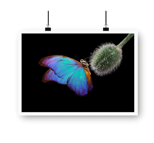 Bright Butterfly on a Poppy Bud - Unframed Graphic Art
