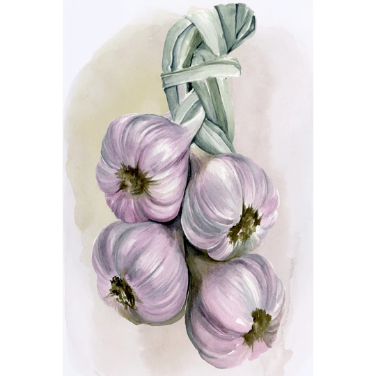 Garlic Braid I by Jennifer Paxton Parker - Wrapped Canvas Painting