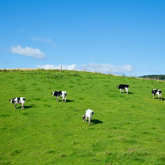 Friesian Cattle by Naumoid - Wrapped Canvas Photograph