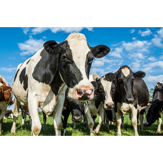 Cows