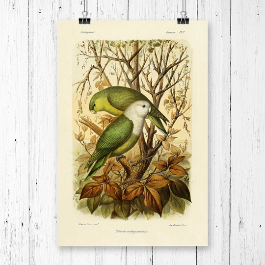 'Vintage Huet, Nicholas Madagascan Parakeets' Graphic Art