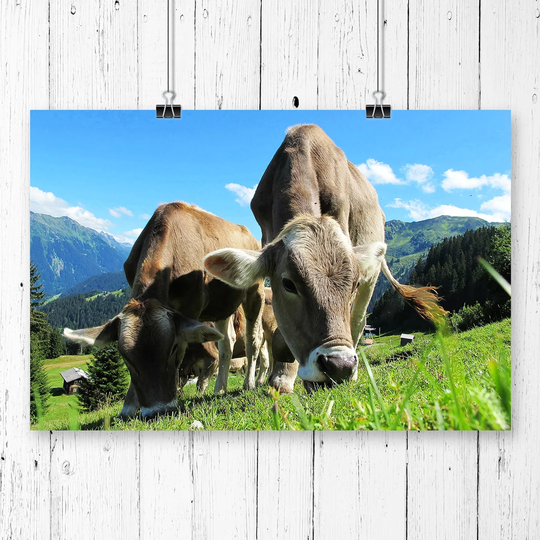 'Mountain Landscape Cows' Photographic Print