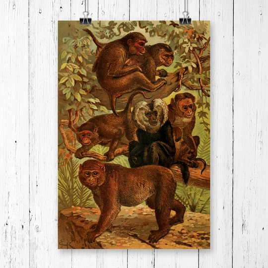 'Vintage Macaques' by J.G. Keulemans Graphic Art
