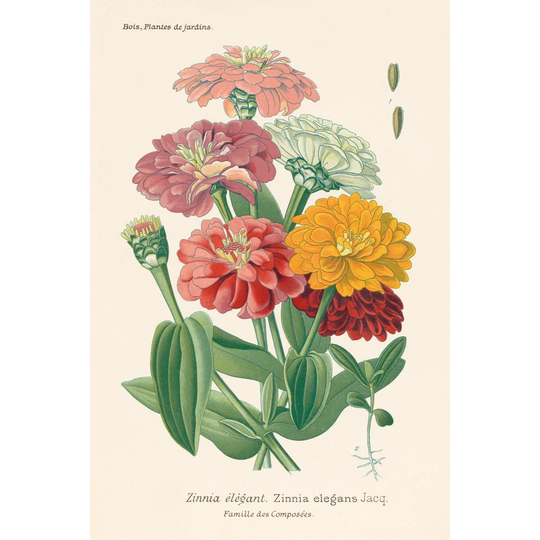 Antique Botanical XLI Light by Wild Apple Portfolio - Wrapped Canvas Painting