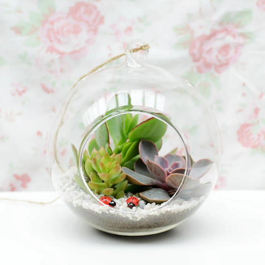 Malcolm Glass Terrarium