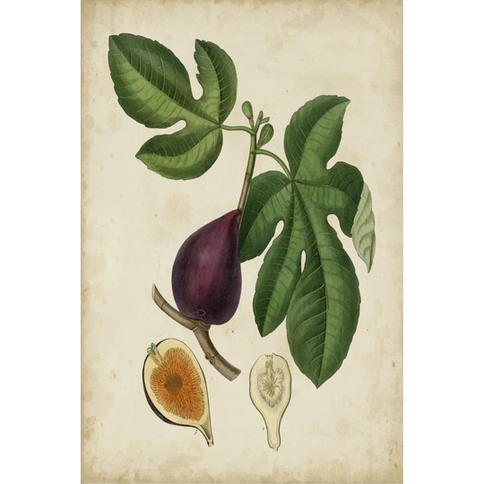 Non-Embellished Antique Fig Tree - Wrapped Canvas Painting