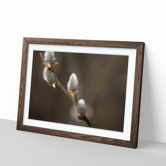 'Pussy Willow Tree' Framed Photographic Print