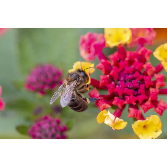 Lantana Camara Flower