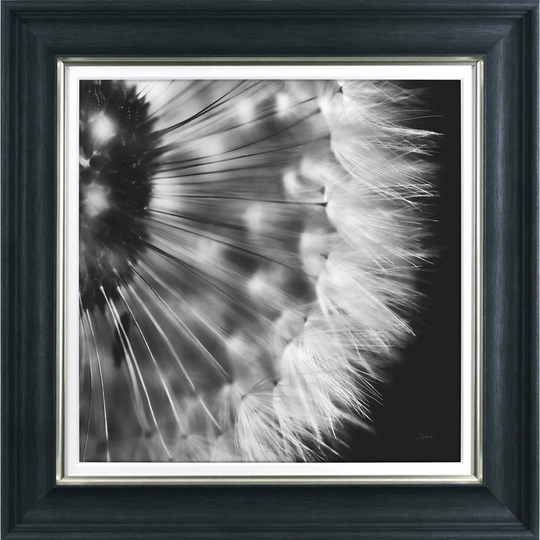 Dandelion On Black Graphic Art