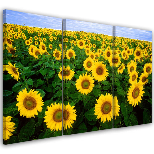 Canvas Print Sunflowers Meadow