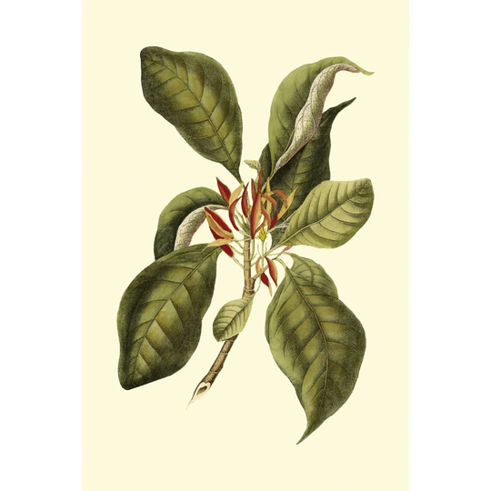 Magnificent Foliage III by Vision Studio - Wrapped Canvas Art Prints