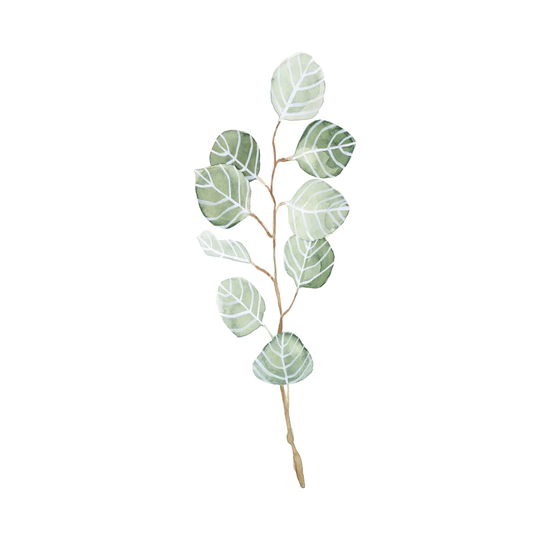 Soft Eucalyptus Branch III by Emma Scarvey - Wrapped Canvas Painting