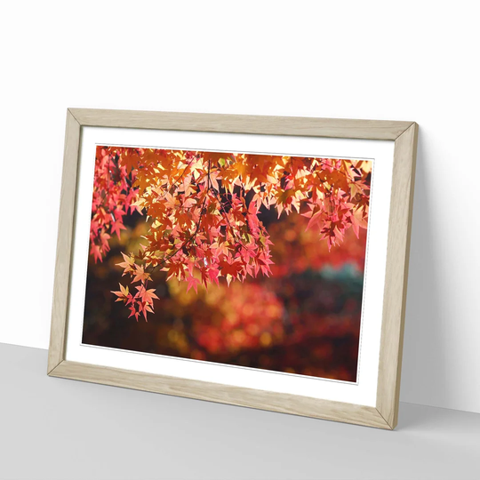 'Maple Tree Leaf' Framed Photographic Print