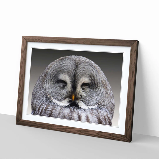 'Owl Closing Eyes' Framed Photographic Print