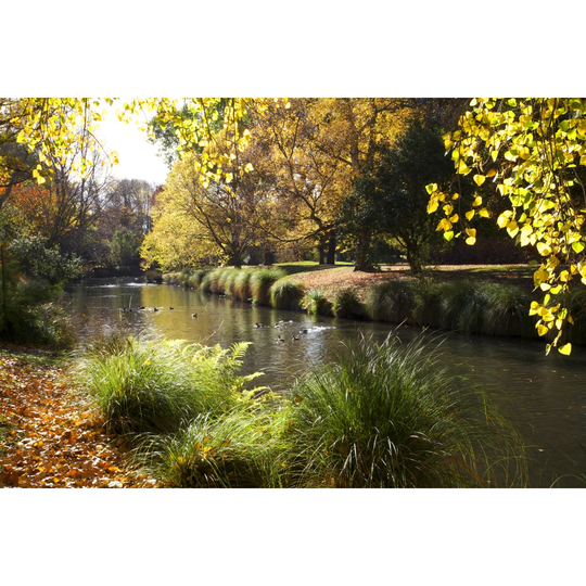 Hagley Park in Autumn by Gareth_Payne_Visual_Impact_Nz - Wrapped Canvas Photograph