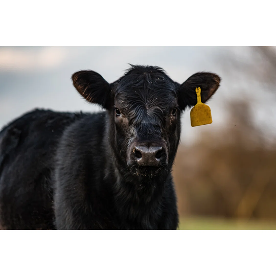 Black Angus Calf Close Up by Jacqueline Nix - Wrapped Canvas Photograph