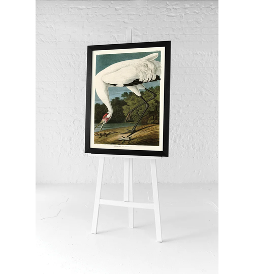 'Hopping Crane' by John Audubon - Picture Frame Painting Print on Paper