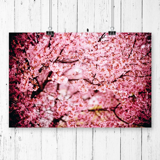 'Pink Cherry Blossom Tree Flowers' Photographic Print