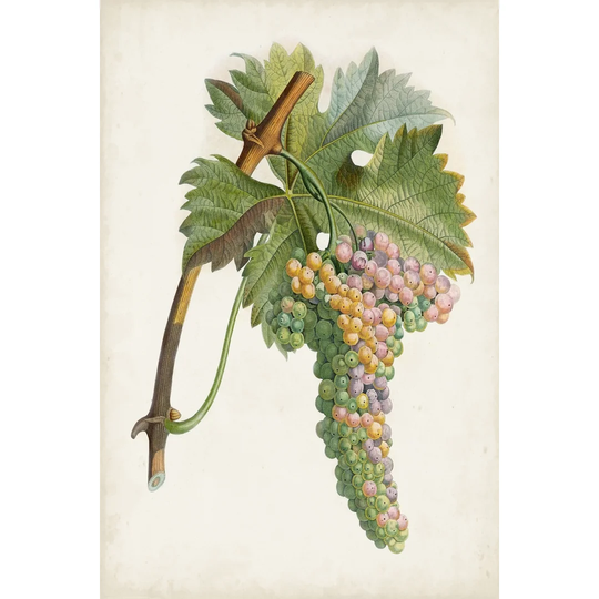 Raisin de Corunthe by Pierre Antoine Poiteau - Wrapped Canvas Painting