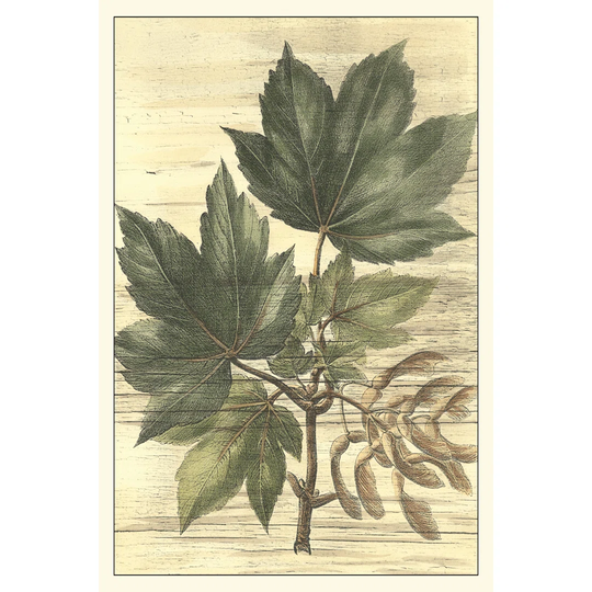 Weathered Maple Leaves II - Wrapped Canvas Painting Print