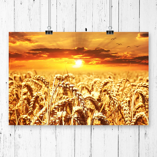 "Wheat Field Yellow Sunset" Graphic Art