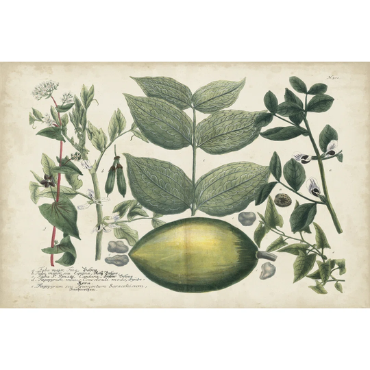 Exotic Weinmann Botanical II