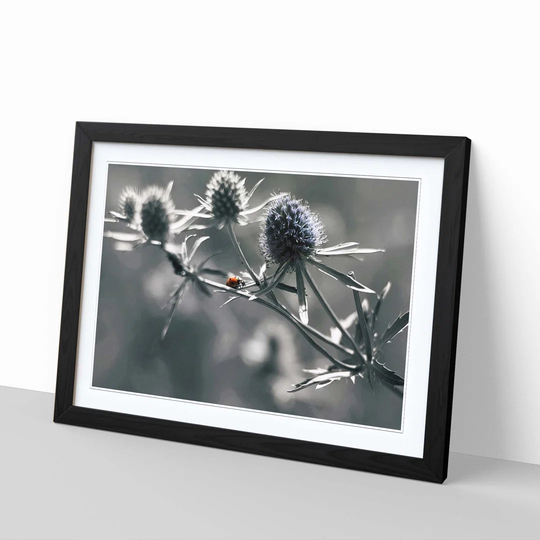 'Ladybird Thistle Flower' Framed Photographic Print
