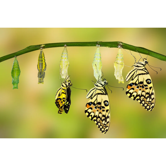 Transformation of Lime Butterfly - Wrapped Canvas Photograph