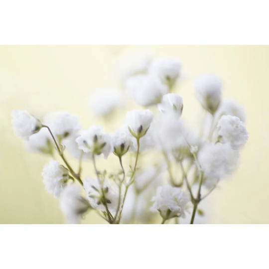 Baby''s Breath Study IV by James McLoughlin - Wrapped Canvas Graphic Art