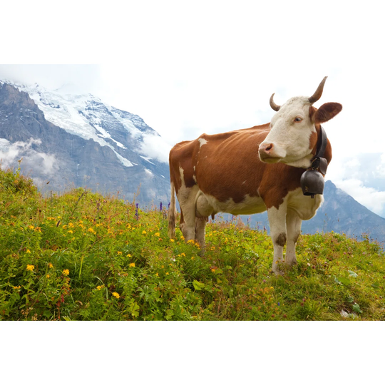 Milk Cow on Meadow in the Alps - Wrapped Canvas Photograph