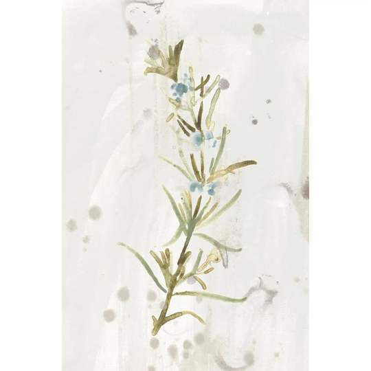 Antique Earthtone Herbs III by June Erica Vess - Wrapped Canvas Painting