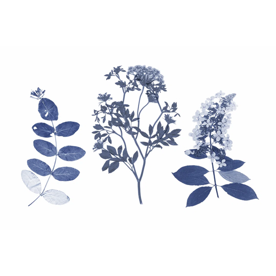 Indigo Pressed Florals I by Studio W - Wrapped Canvas Graphic Art