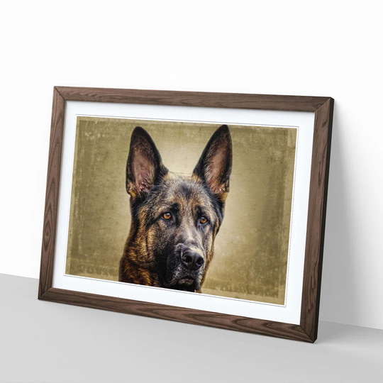 'German Shepherd Alsation Dog' Framed Photographic Print
