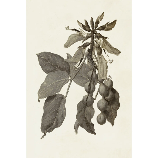 Sepia Botanicals IV - Wrapped Canvas Art Prints
