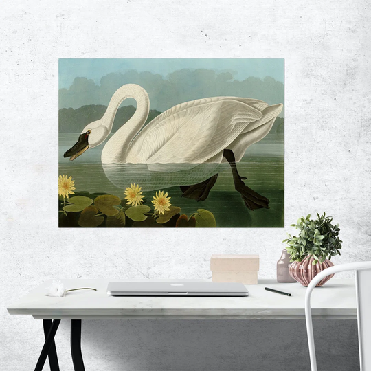 Common American Swan By John James Audubon