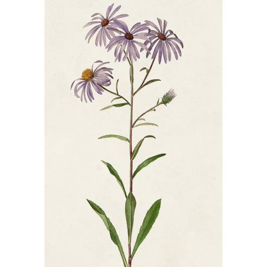 Mauve Garden Flowers III - Wrapped Canvas Painting