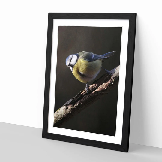 Blue Tit Bird Framed Photographic Print