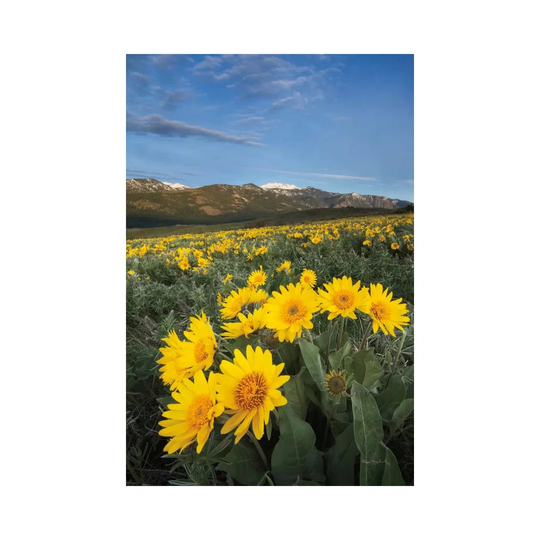 Methow Valley Wildflowers III WAC7502-1PC6
