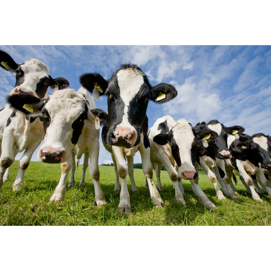 Herd of Curious Cows - Wrapped Canvas Photograph