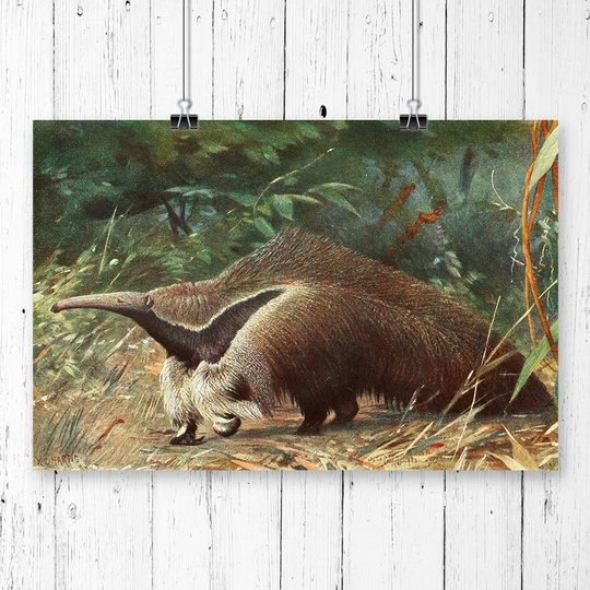 'Vintage Karl Ludwig Hartig Giant Ant-eater' Graphic Art