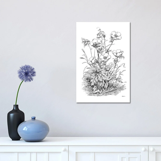 Botanical Black and White IV by Kelly Donovan - Wrapped Canvas Drawing