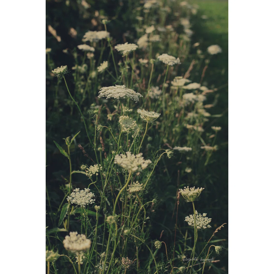 Running Wild I by Elizabeth Urquhart - Wrapped Canvas Photograph