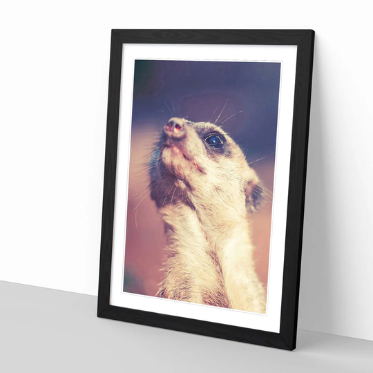 'Meerkat 5' Framed Photographic Print