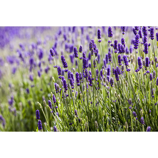 Lavendar Closeup 2 by RK2 Photography - Wrapped Canvas Photograph