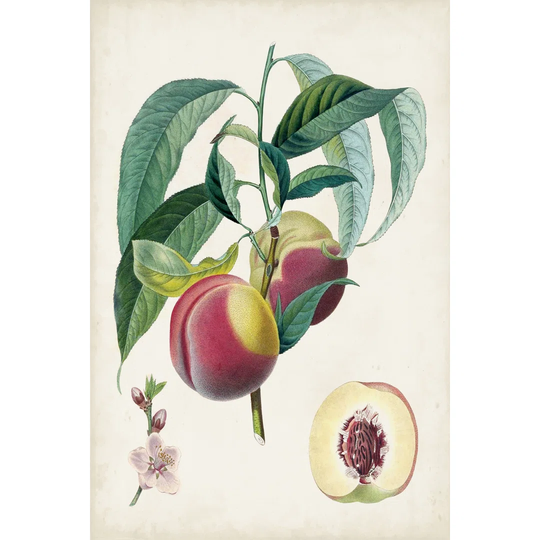 Belle Bauce by Pierre Antoine Poiteau - Wrapped Canvas Painting