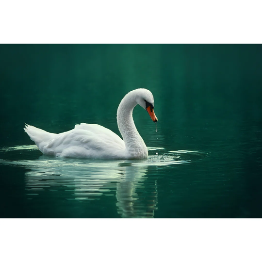 White Swan - Wrapped Canvas Photograph