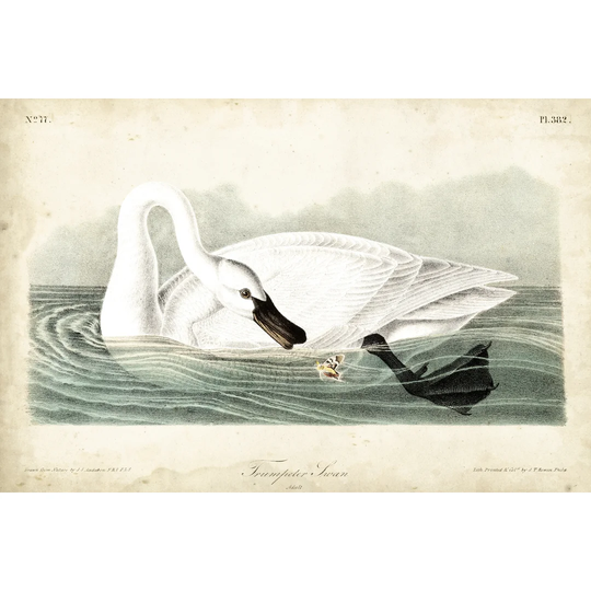 Trumpeter Swan I by John James Audubon - Wrapped Canvas Painting