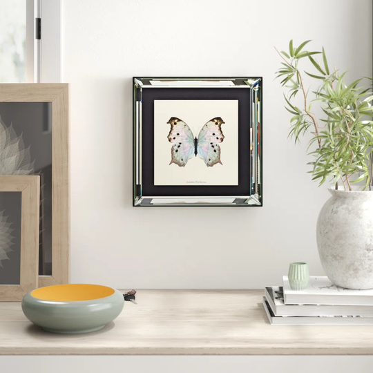 'Salamis Parhassus' Framed Graphic Art Print on Glass